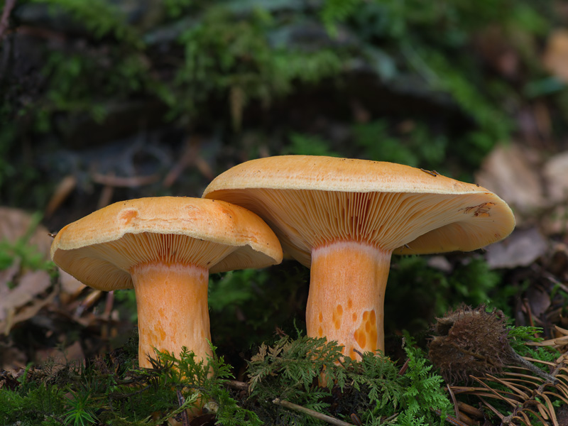 Lactarius salmonicolor